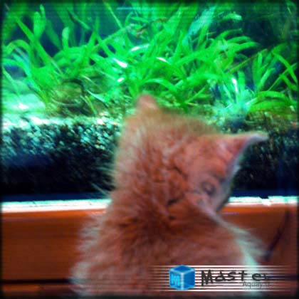 水槽を観賞する仔猫