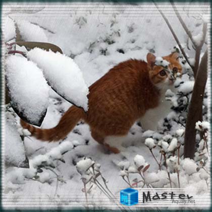 仔猫と雪